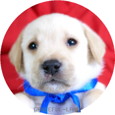 英国ラブラドールの子犬